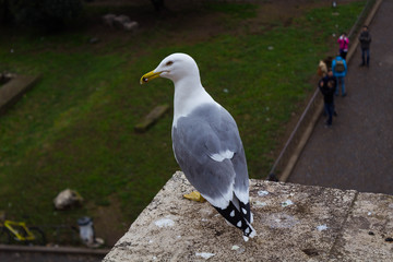 White seagull on the ledge of a building