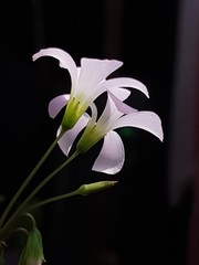 lily on black
