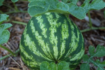 watermelon on field