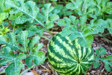 Watermelon growing in vegetable garden