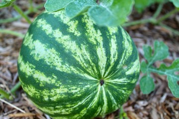 Watermelon  in the garden