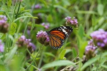 butterfly on a flower