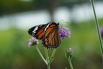 butterfly on a flower
