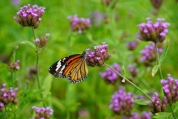 butterfly on a flower