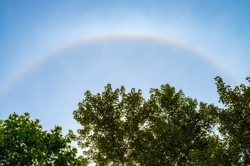 a rainbow out of halo of the sun right across the blue hazy sky above the green tree branches in the park