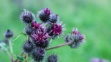 Burdock, burdock flowers on a well blurred background