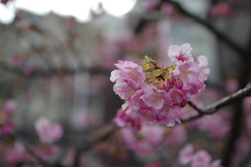 atami