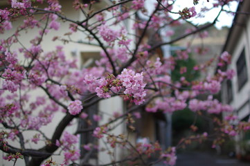atami