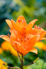 few beautiful orange lily flowers blooming in the garden 