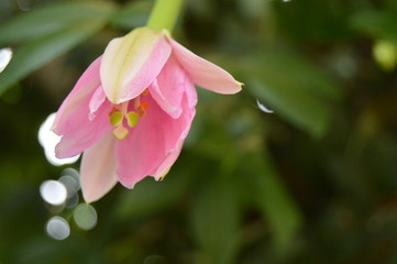 Fototapeta premium Flor creciendo