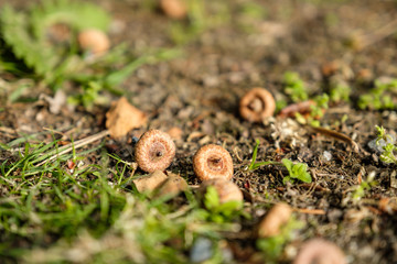 couple tiny Acorns spreading on the grassy ground in the park