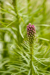 close up of single purple liatris flower blooming in the field with blurry green background