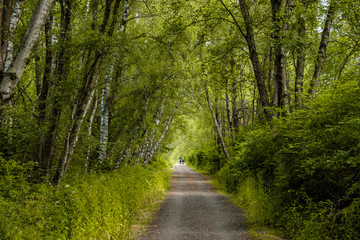 long pathway deep inside forest with green dense foliage on both sides