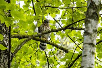 one falcon resting on the tree branch surrounded by dense green leaves in the park