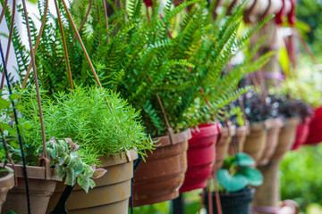 Isolated Nursery Pot Plant on rooftop garden