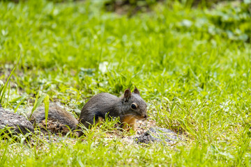 one cute Douglas squirrel  searching for food on green grassy field in the park