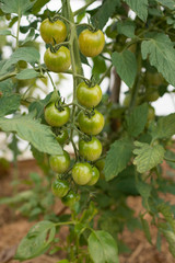 A big branch with still green cherry tomatoes is ripening on the bush