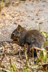 side portrait of a cute Douglas squirrel eating grains and nuts fell from the birds feeder inside park