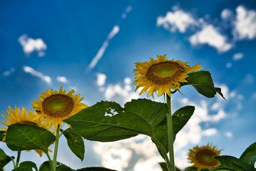sunflower field and blue sky 
