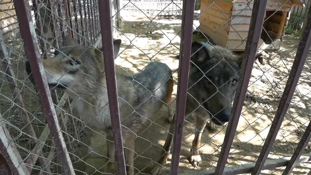 Two wolves look hungry eyes in cage, in the zoo