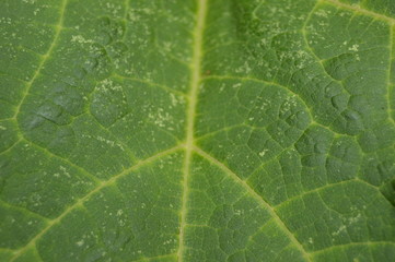 Close-up hoja