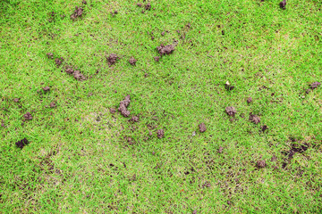 The grassy ground with many earthworms' feces shows that the ground there is rich., Feces of...