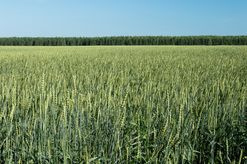 Sown field on summer day