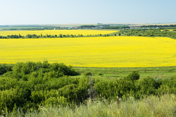 Sown field on summer day