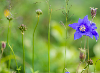 Wild growning violet plant flower.