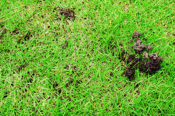 The grassy ground with many earthworms' feces shows that the ground there is rich., Feces of...