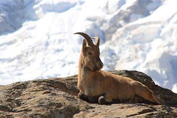 Caucasus. Bezengi gorge. Mountain goat.
