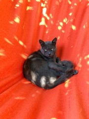 Grisbi le chat dans son hamac