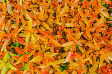 background, Orange leaf background, top view of orange leaf design for background, close-up of fresh leaves for background, design for background