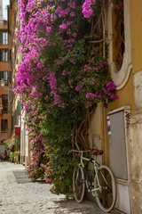 Fototapeta na wymiar Purple flowers as a wall decoration on the street with bicycle in rome style 