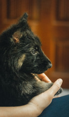 portrait of a German shepherd puppy
