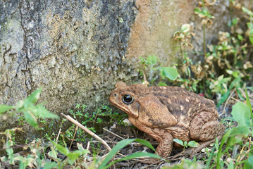 Brown fat cane toad frog
