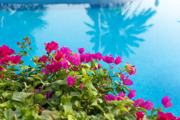 purple flowers on green bush near the swimming pool with reflection of palm trees  