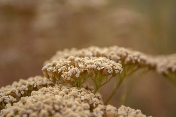 closeup of seeds