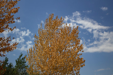 Fototapeta na wymiar Golden foliage