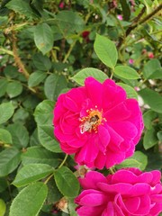 red flower in the garden