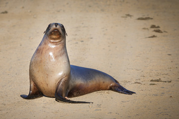 Obraz premium SeaLion
