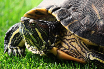 The behavior of the red ear slider turtle
