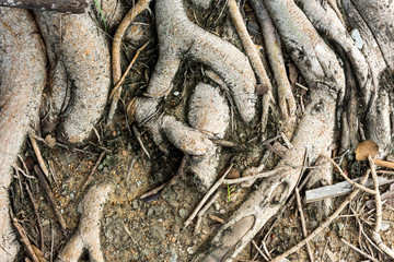 The roots of the tree are brown.It grows on the ground.