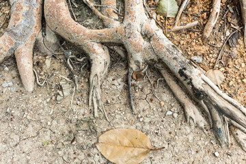The roots of the tree are brown.It grows on the ground.