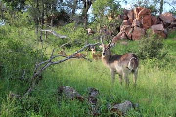 Wasserbock / Waterbuck / Kobus ellipsiprymnus