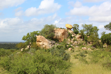 Afrikanischer Busch / African Bush /
