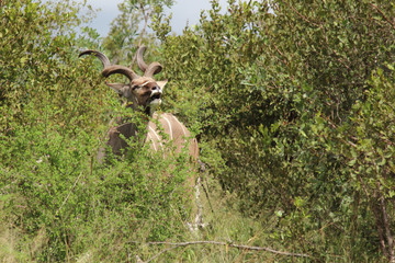 Großer Kudu / Greater Kudu / Tragelaphus strepsiceros.