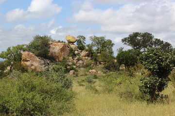 Afrikanischer Busch / African Bush /