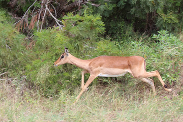 Schwarzfersenantilope / Impala / Aepyceros melampus.