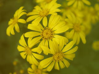 Soft Focus of Yellow Arnica Montana flower